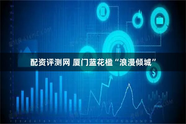 配资评测网 厦门蓝花楹“浪漫倾城”