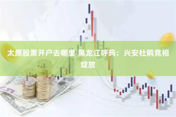 太原股票开户去哪里 黑龙江呼玛：兴安杜鹃竞相绽放