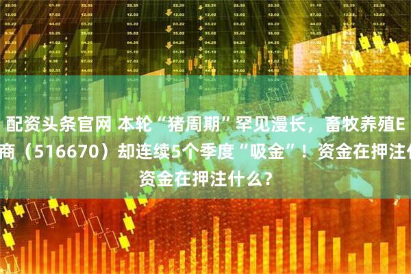 配资头条官网 本轮“猪周期”罕见漫长，畜牧养殖ETF招商（516670）却连续5个季度“吸金”！资金在押注什么？